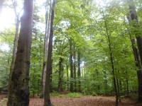 P1100821.JPG