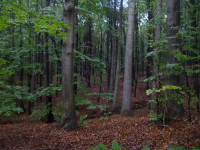 P1100863.JPG